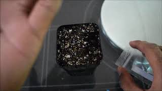 How to sow Ariocarpus seeds [upl. by Malsi]