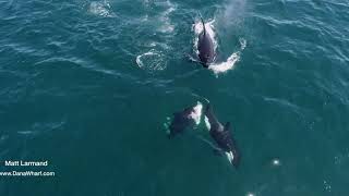 killer whales attack dolphin [upl. by Lever]