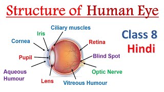 Structure of human eye Class 8 Hindi  𝐇𝐮𝐦𝐚𝐧 𝐄𝐲𝐞  Structure and working of human eye [upl. by Zebulen766]