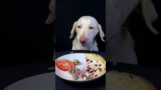 Dog eating video cute dogfeeding food shorts [upl. by Ennyletak]