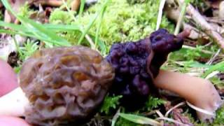 Morel vs False Morel  Some Identifying tips [upl. by Chemarin]