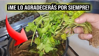 ¡Guau No tenía idea de que bañarme con Cilantro fuera tan bueno para tantas cosas [upl. by Anaibaf958]