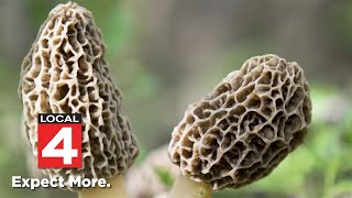 Michigan morel mushroom season Time to hunt [upl. by Kevan369]