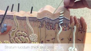 Anatomy of the Integumentary System [upl. by Notsuh]