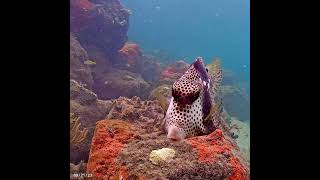 Coral City Camera  Spotted Trunkfish  92123 [upl. by Atinehc]