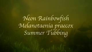 Neon Rainbowfish Melanotaenia praecox Summer Tubbing [upl. by Enitsirhk]