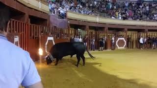 El toro en medio de la plaza de toros [upl. by Casta]