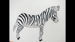 Zebra best YouTube Drawing 2024How to draw Zebra step by step [upl. by Atener]