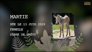 Bébé zèbre gambade dans la plaine  Minisérie bébés animaux  Ep 5 [upl. by Capon]