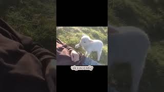 This Lambs Reaction to Being Petted is Priceless [upl. by Leicam]