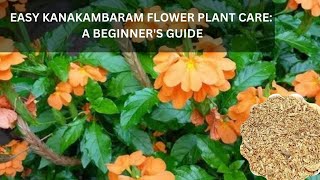 Easy Kanakambaram Flower Plant Care A Beginners Guide [upl. by Fife]