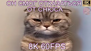 ОН СМОГ ОТКАЗАТЬСЯ ОТ СНЮСА 8K 60FPS [upl. by Pearse336]