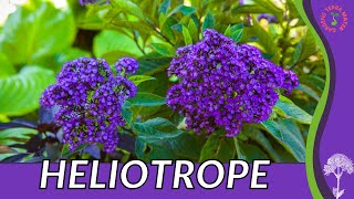 HELIOTROPE Information Description and More quotCHERRY PIE PLANTquot Heliotropium arborescens [upl. by Alpert]