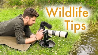 Wildlife Photography at my DIY Pond [upl. by Tandi]