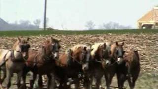 The Amish in Pa Ploughing Working horsesSome work in Central Park Carriages [upl. by Martella842]