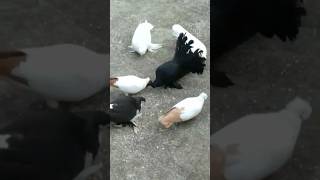 Fancy pigeon most beautiful kobutor pigeon kabutarlove viralvideo shortvideo [upl. by Dlanod]