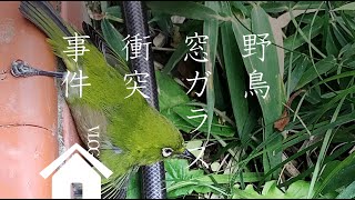 動かない野鳥（メジロ）を見守る「どうする保護？（日本野鳥の会参照）」 [upl. by Dich]