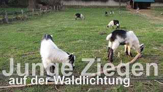 Ziegen und Ziegenbock spielt mit dem Ast Goats and goat plays with the branch [upl. by Tuinenga893]