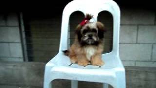 Lhasa Apso Puppy [upl. by Deegan550]