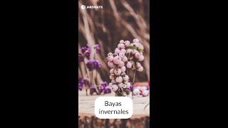 Diferentes variedades de bayas invernales  Jardinatis [upl. by Niffirg492]