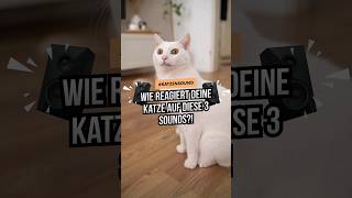 3 Katzensounds 🎵🔊 wie reagiert deine Katze auf diese Geräusche katzenwissen katzenliebe [upl. by Geddes]