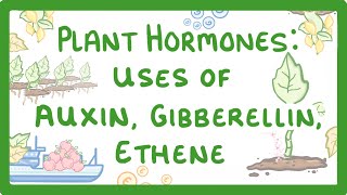 GCSE Biology  Plant Hormones  Uses of Auxin Gibberellin and Ethene 53 [upl. by Eiramalegna]