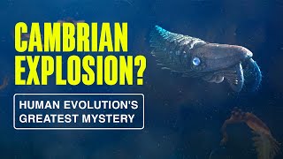 What Caused the Cambrian Explosion  Human Evolutions Greatest Mystery [upl. by Brock]