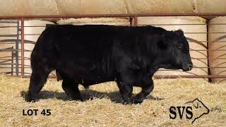 LOT 45 SVS 34th Annual Bull Sale [upl. by Geneva]