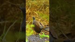 MAJESTIC LYREBIRD SONG  SUARA ANEH BURUNG LYREBIRD nature lyrebird kicaumania birds birdsong [upl. by Edward755]