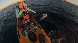 ZeebaasZX27 Hobie Lynx kayak tuna fishing [upl. by Windy]