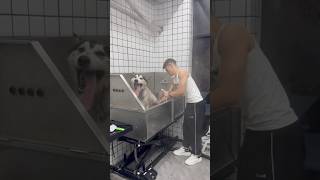 quot beautiful😍 dog grooming pets groomed catcare cats grooming dog doglover dogs animals [upl. by Singhal]