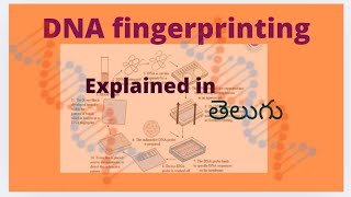 DNA Finger printing  explained in teluguGenetics [upl. by Campy]