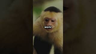 Capuchin Monkey Inventions [upl. by Joellen]