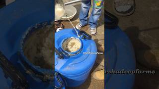 Unveiling the Secrets Papaya Milk Extraction Process Explained food viral shorts telugu india [upl. by Yk]