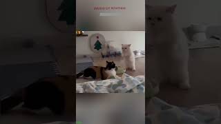 Cat videos ❤️ kitten meowing cute 🐕 worldofanimals 4734 [upl. by Harlow]