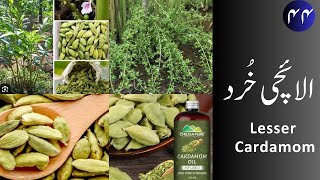 Elaichi Khurd الائچی خُرد  Lesser Cardamom uses and properties [upl. by Anetsirk521]