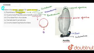 Select the correct options for given animals i Diploblastic [upl. by Docilu304]