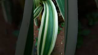 donger bromeliad plant plants plantlover [upl. by Yreved335]