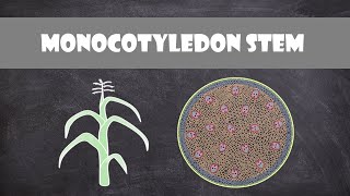 Monocot Stem Structure and Function  Plant Biology [upl. by Fadil]