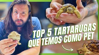 TOP 5 QUELONIOS COMO PET  A CASA DOS BICHOS [upl. by Alikat]