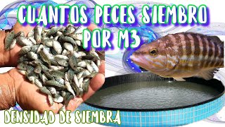 CUANTOS PECES SIEMBRO POR METRO CUBICO [upl. by Klement]