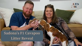 Sedonas F1 Cavapoo Litter Reveal [upl. by Ainola]