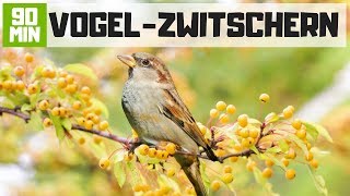 Vogelgezwitscher zum Entspannen  90 Min Deutsche Vögel im Garten am Morgen [upl. by Doralyn546]