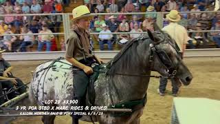 Kalona Monthly Horse Sale amp Pony Special 6523 [upl. by Ahsenak]