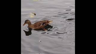 Mallard Couple enjoying themselves Shorts Mallard Couple [upl. by Ruhl]