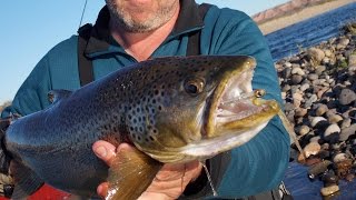 Wild big brown trout caught fly fishing in the Limay River by Ruben Martin [upl. by Delwyn]