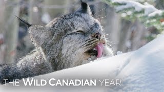 A Wild Canadian Lynx And A Cameraman Develop An Amazing Relationship  Wild Canadian Year [upl. by Gebhardt330]