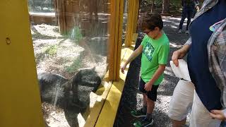 Jaguar Playing at Catoctin Wildlife Preserve amp Zoo  Thurmont Maryland [upl. by Dunn]