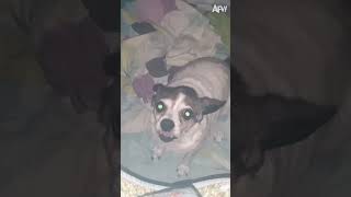 My dog only knows quotwoofquot 🐶 afv pets funny [upl. by Barnaba]