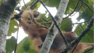 Orangutans in wild Sumatra [upl. by Wrennie995]